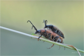 <p>TESAŘÍK OBECNÝ (Stictoleptura rubra) ---- /Red-brown Longhorn Beetle - Rothalsbock/</p>